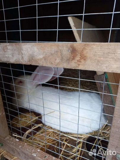 Кролики на племя