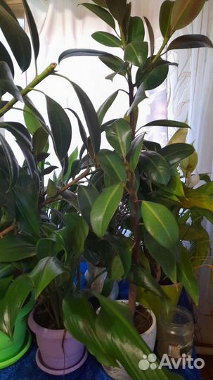 Фикус декоративный