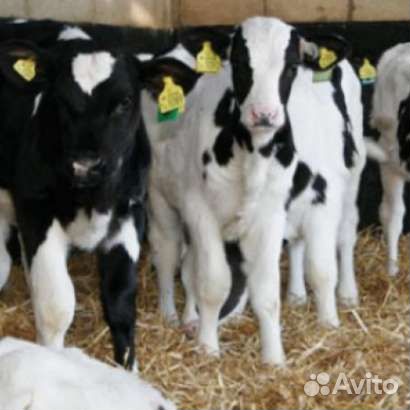 Телята бычки