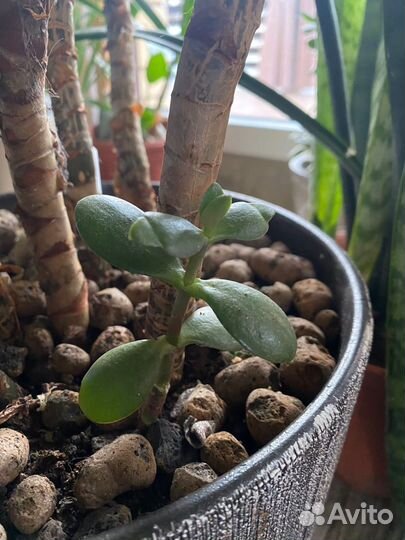 Крассула, толстянка, денежное дерево