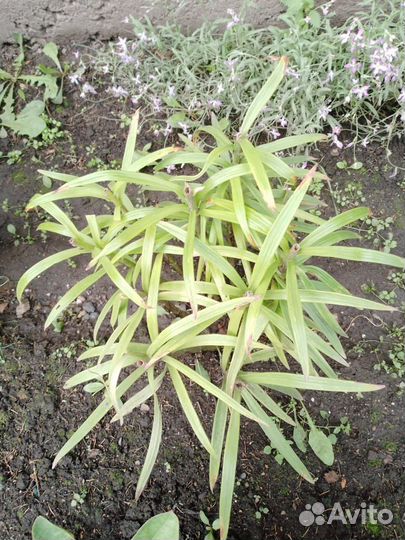 Лилии луковицы, клубни георгинов