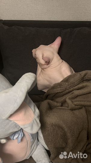 Донской сфинкс вязка