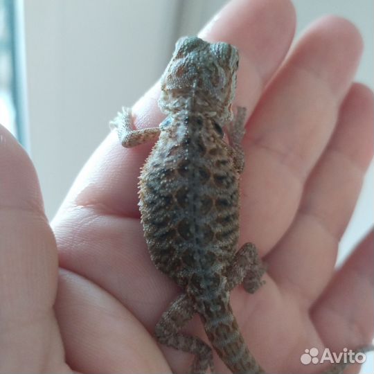 Бородатая агама