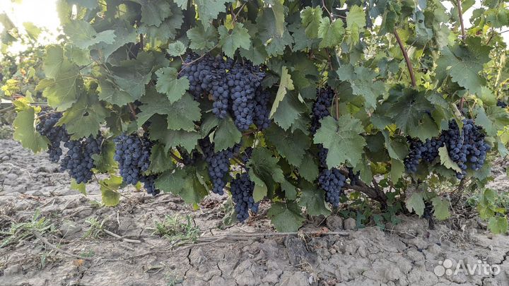 Саженцы винограда