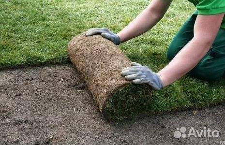 Укладка газона