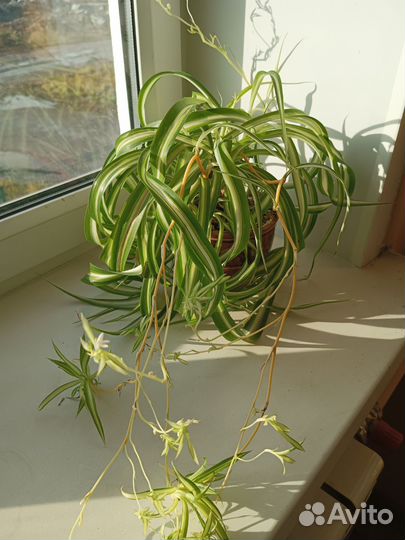 Хлорофитум