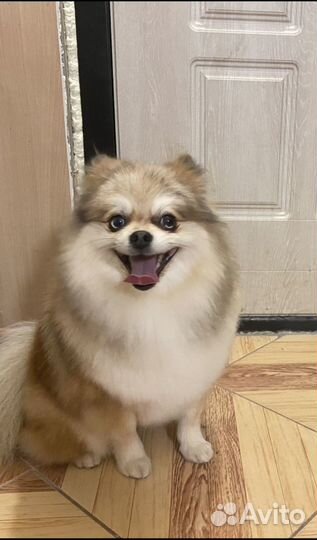 Стрижки собачек и кошек