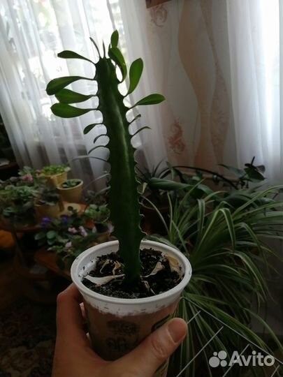 Молочай трехгранный