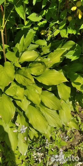 Хоста. Куст