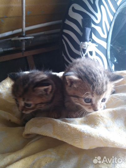 Котята в добрые руки