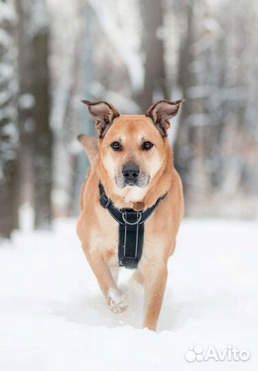 Добрый пёс ждёт в приюте