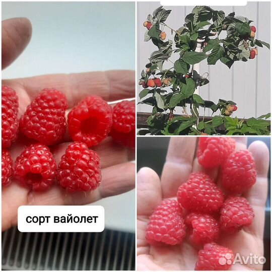 Рассада сортовой клубники, малины, ежевики