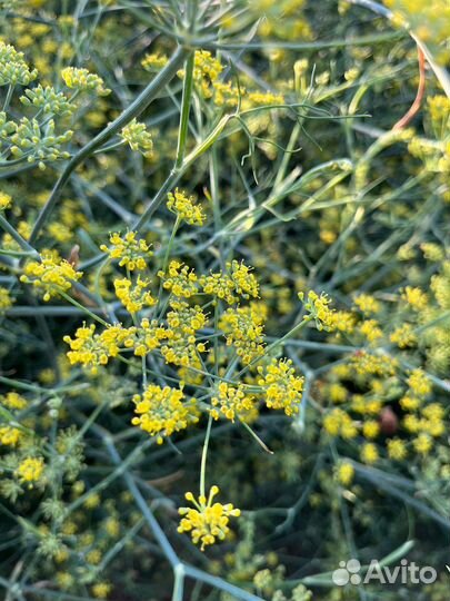 Укроп для засолки