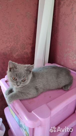 Британские котята