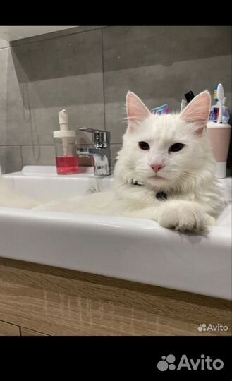 Котята мейн-кун
