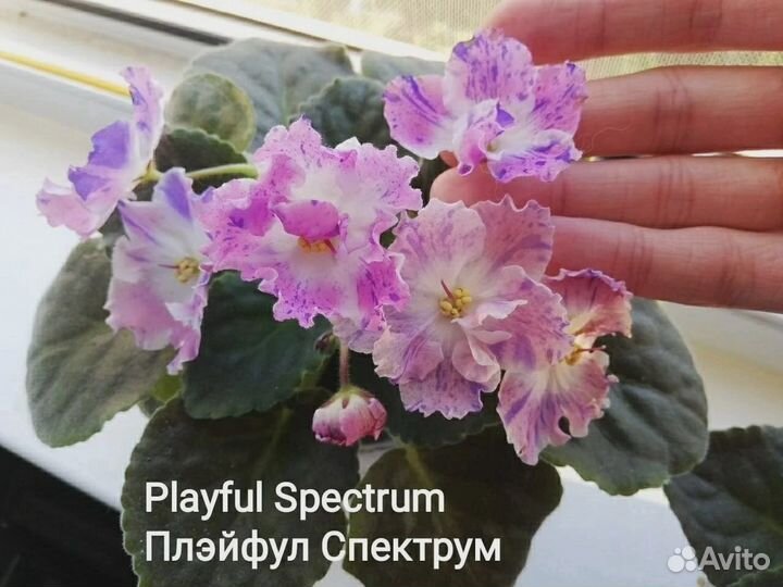 Сортовые фиалки