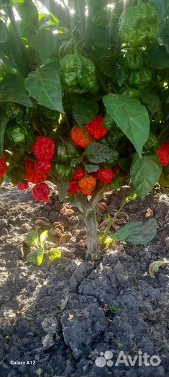 Каролина рипер (Каролинский жнец)