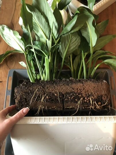 Спатифиллум обильноцветущий