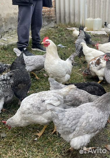 Молодые петухи