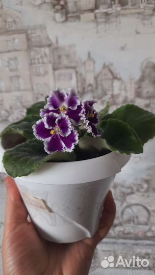 Фиалка детки