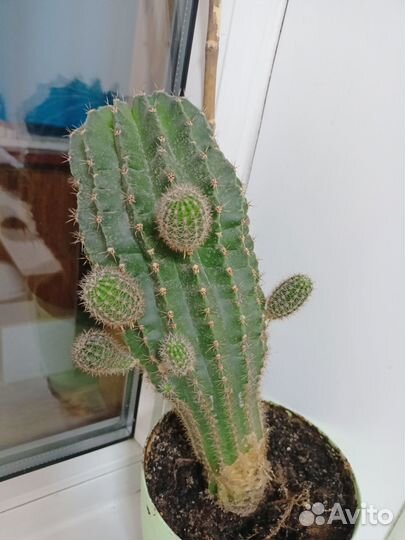 Кактусы и суккуленты