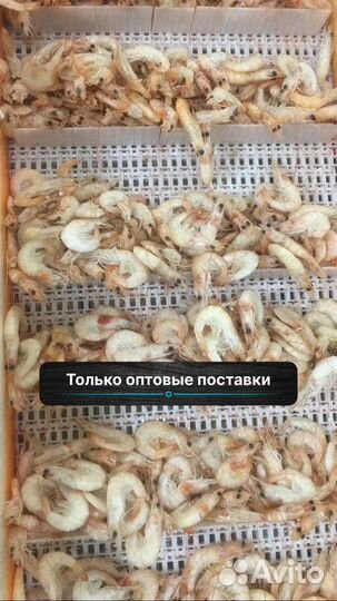 Мелкооптовые поставки Креветки, (по 5 кг коробки)