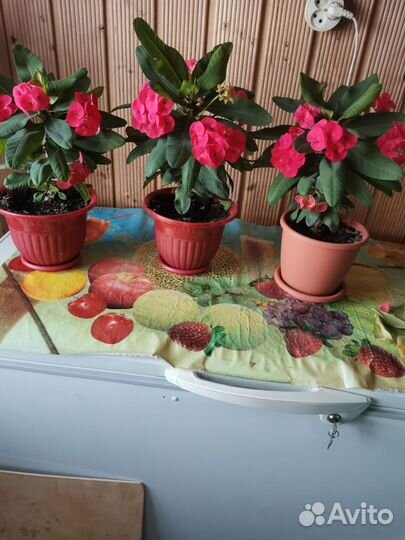 Молочай миля