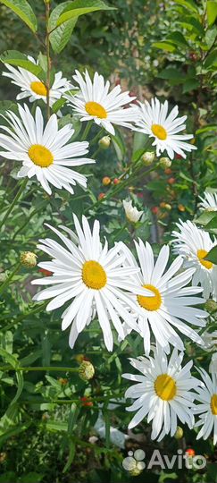 Ромашка садовая крупная