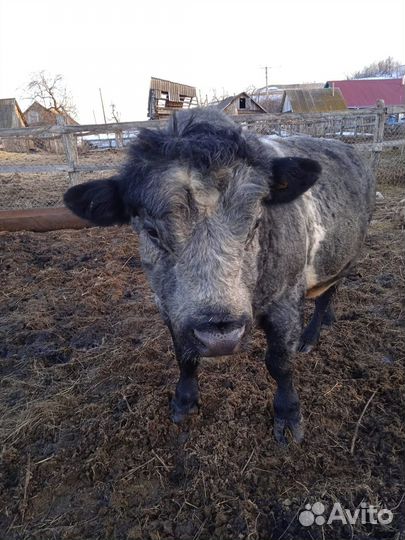 Быки на мясо