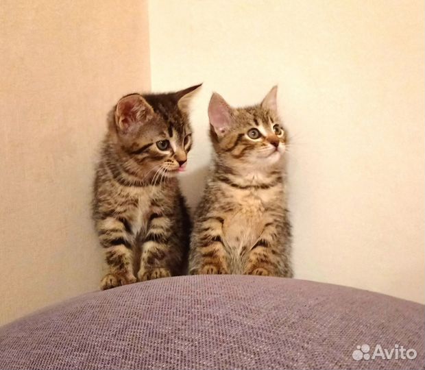 Котята в самые хорошие руки