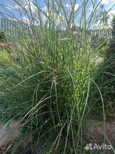 Саженцы многолетних цветов