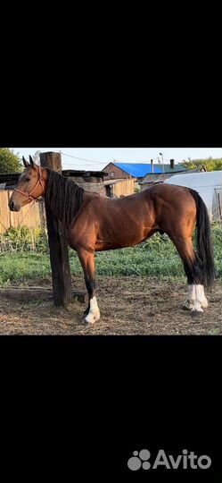 Продажа лошадей.жеребцов кобыл жеребят