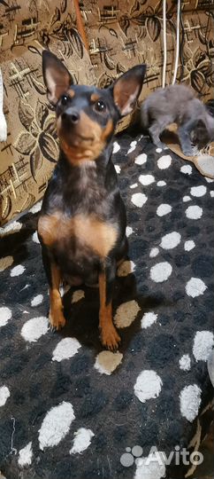 Щенки цверпинчера