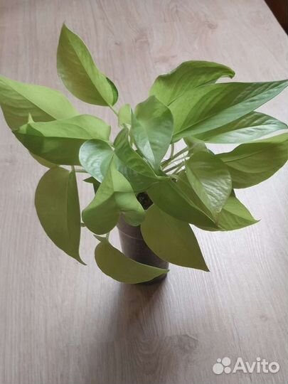 Эпипремнум 'Неон'