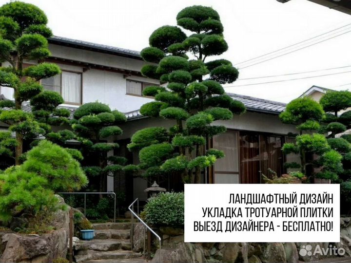 Ландшафтный дизайн участка / растения для сада