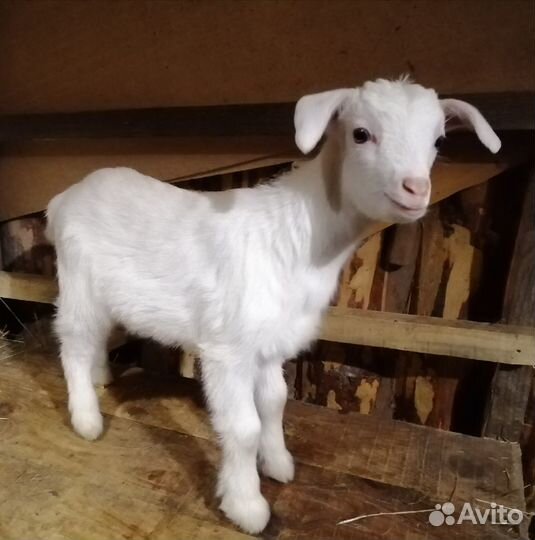 Козье молоко