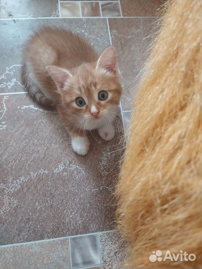 Сибирская кошка