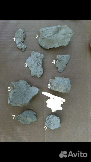 Интересные камни и окаменелости