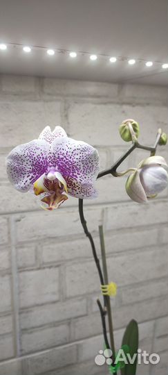 Орхидея фаленопсис