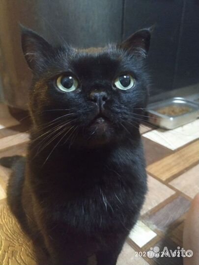 Кошка молодая стерилизованная