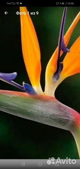 Комнатный Цветок(Стрелиция регина)