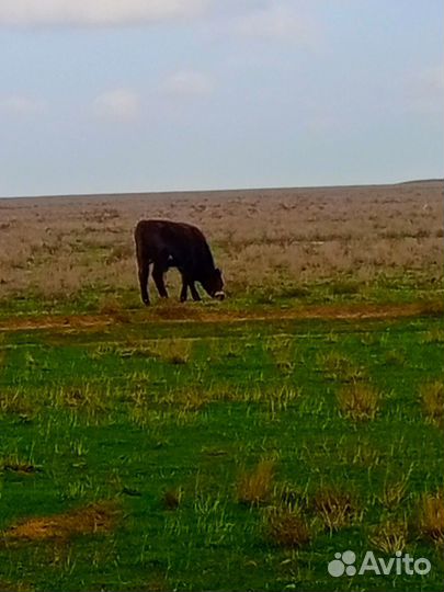 Телята бычки