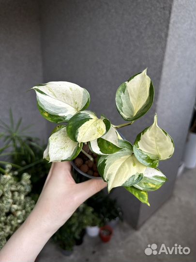 Эпипремнум хэппи лиф