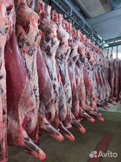 Мясо говядина, баранина оптом