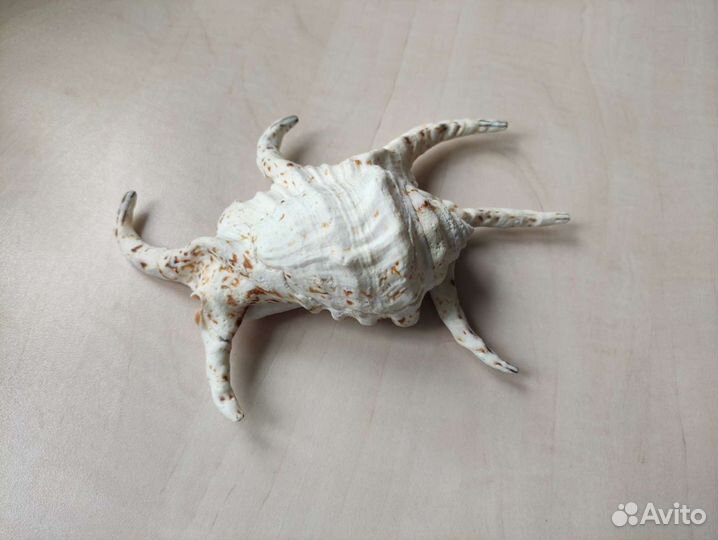 Ракушка большая 21 см