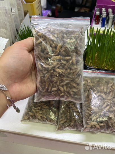 Замороженный корм для рептилий