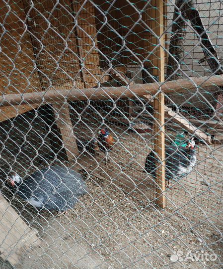 Продажа цесарей