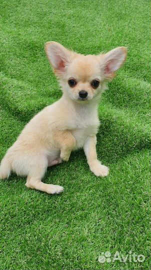 Щенок чихуахуа