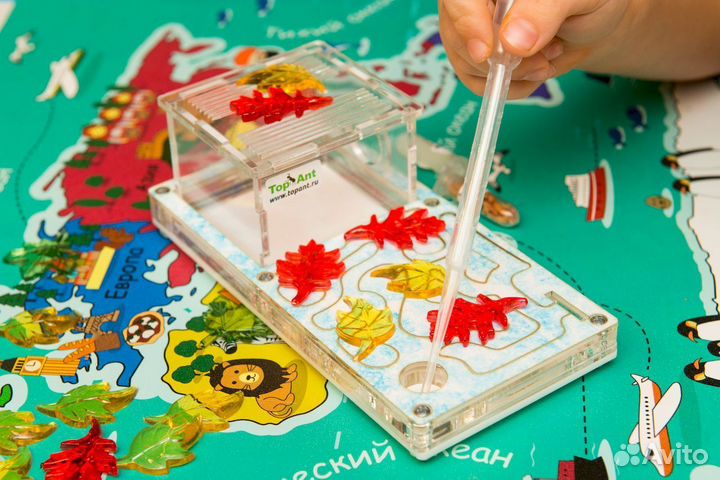 Ферма с муравьями / Формикарий