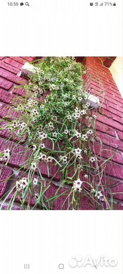 Хойя Ретуза, Каникумарина